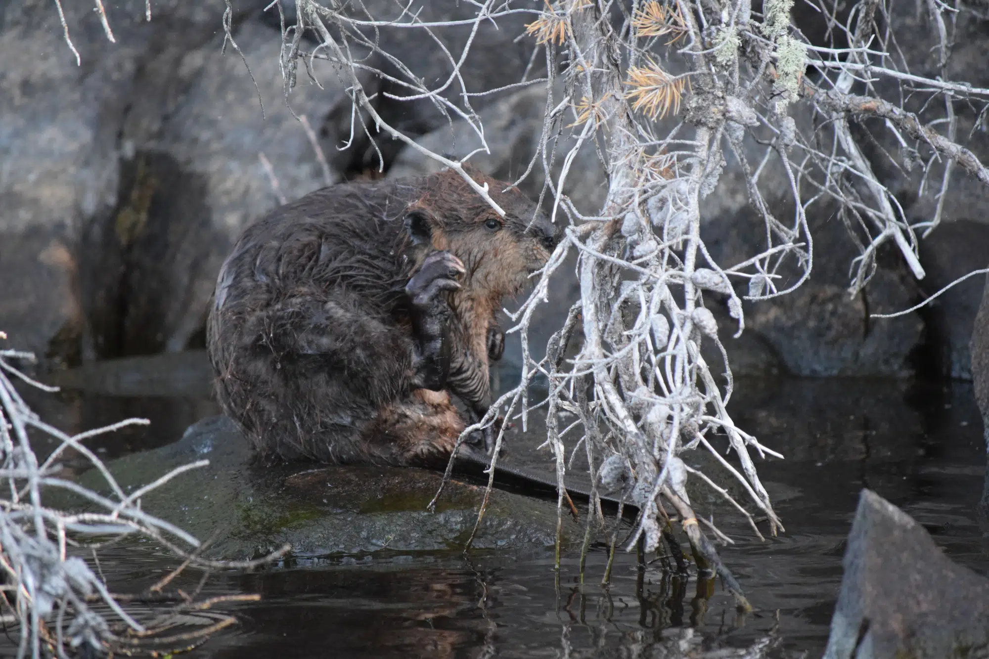 Beaver Scratching Itself