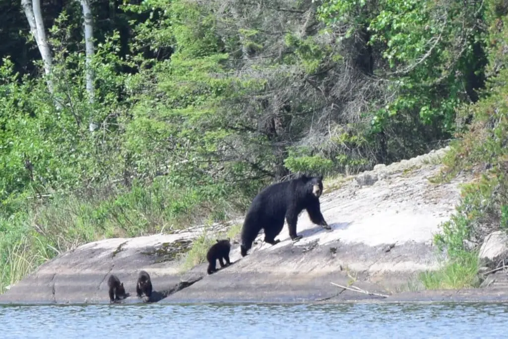 Black Bear Mother And 3 Cubs