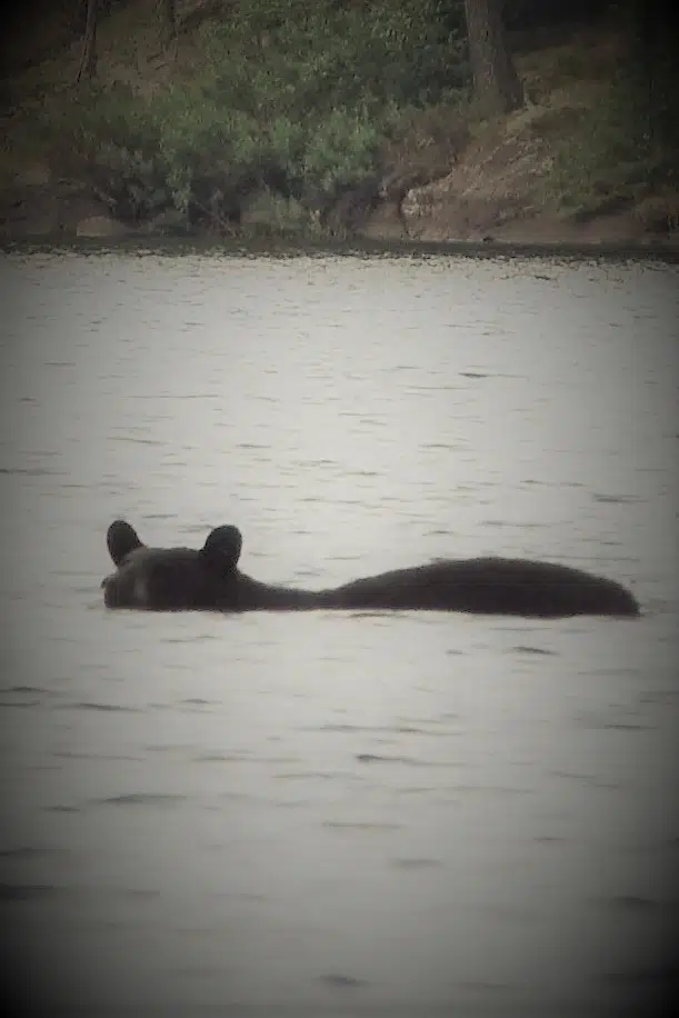 Black Bear Swimming
