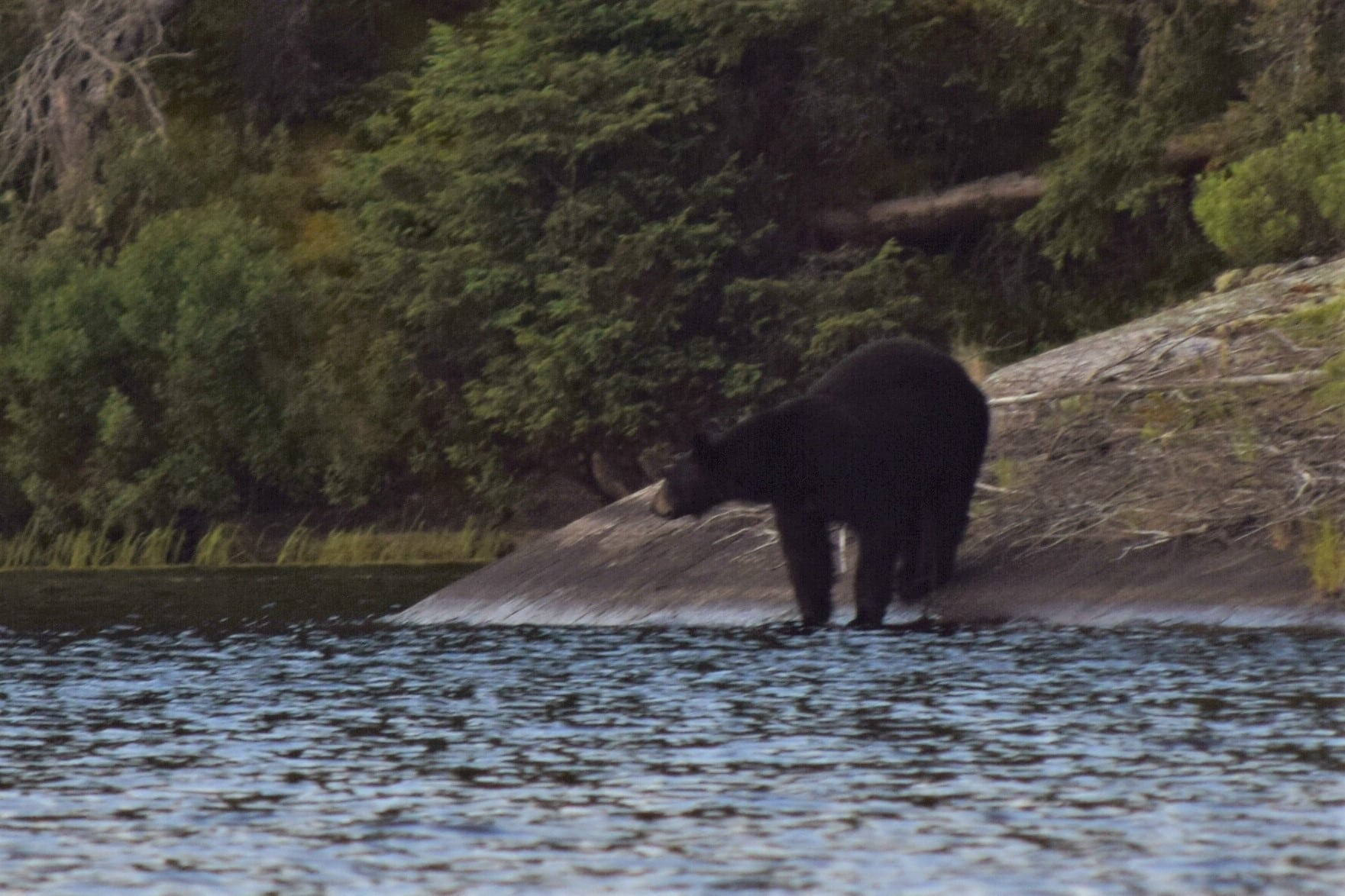 Black Bear At Waters Edge