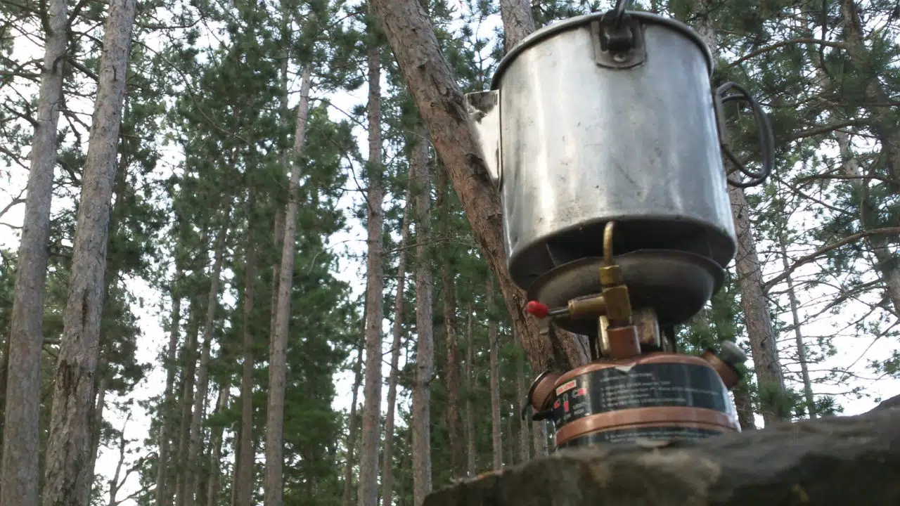 Coffee Trail Trees Quetico Lakes