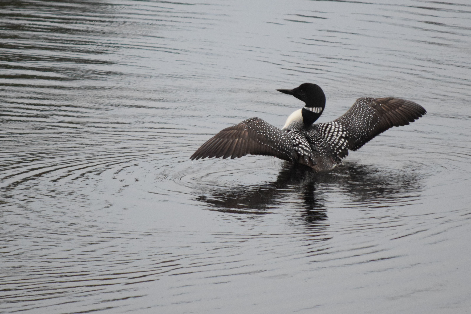 Loon Stretching Its Wings Early In The Morning