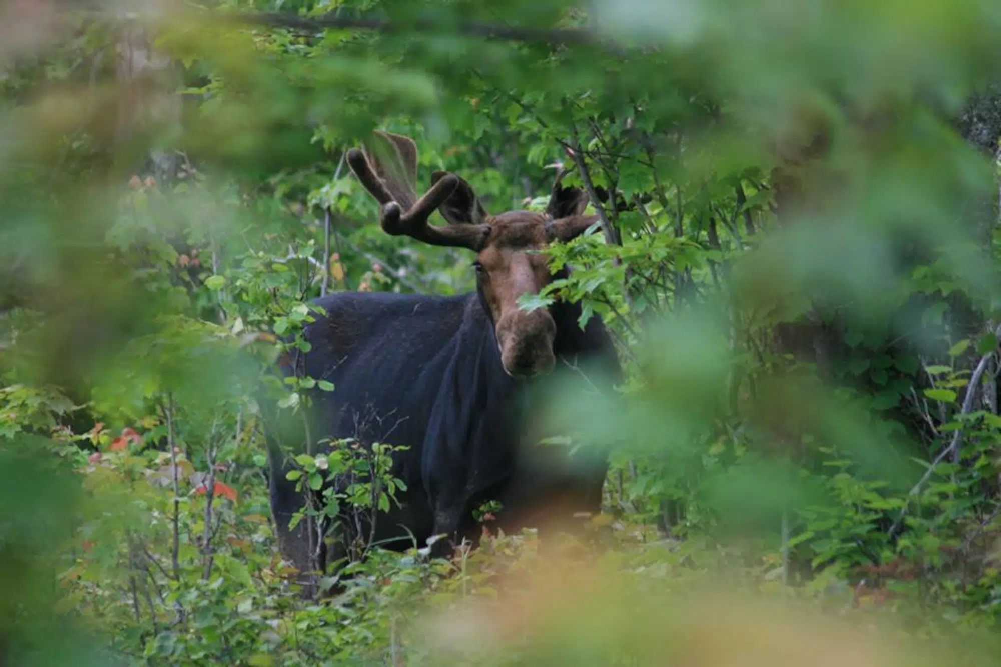 Bull Moose On Isle Royale