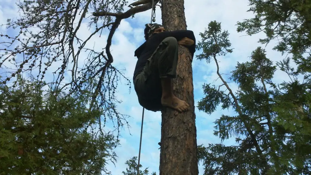Climbed Tree to Get a Bear Rope - Black Bear Preparedness