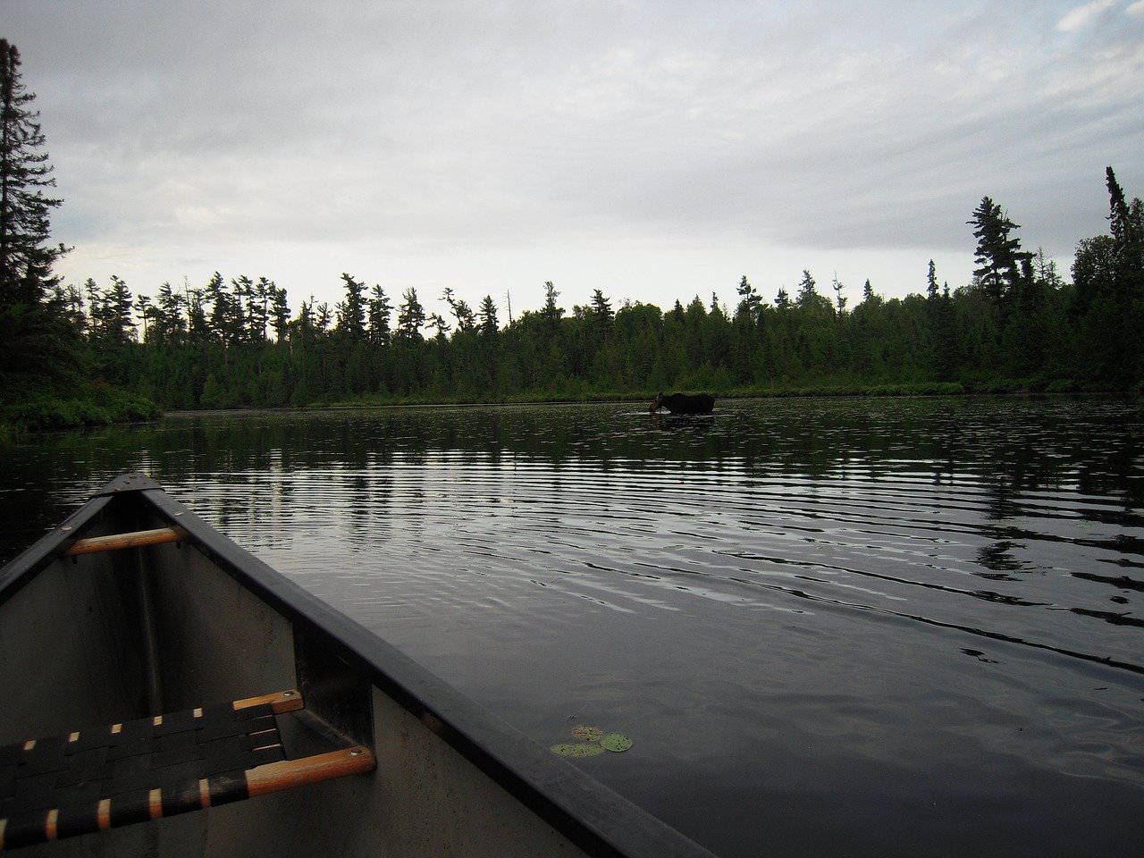 Canoeing BWCA Spotting Moose