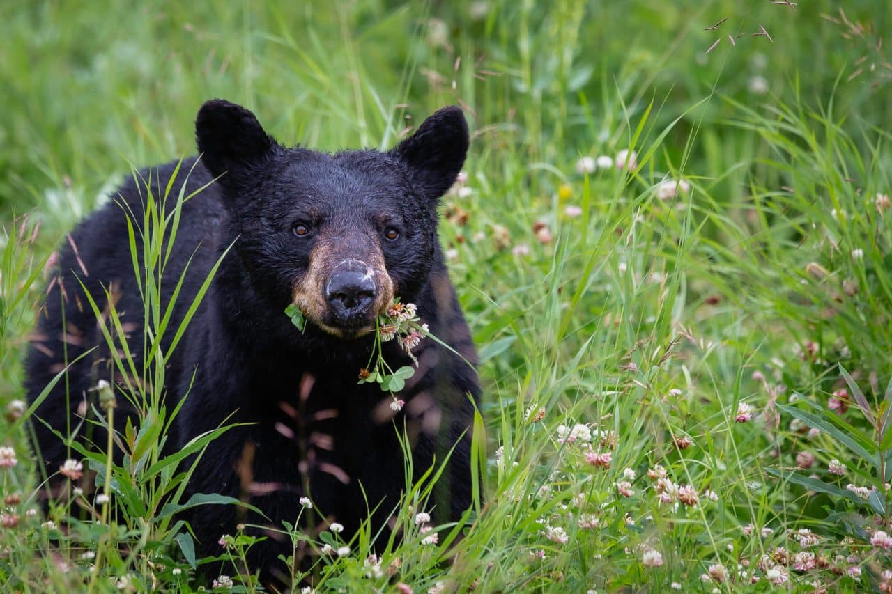 A Black Bear Encounter Can Change Your Life