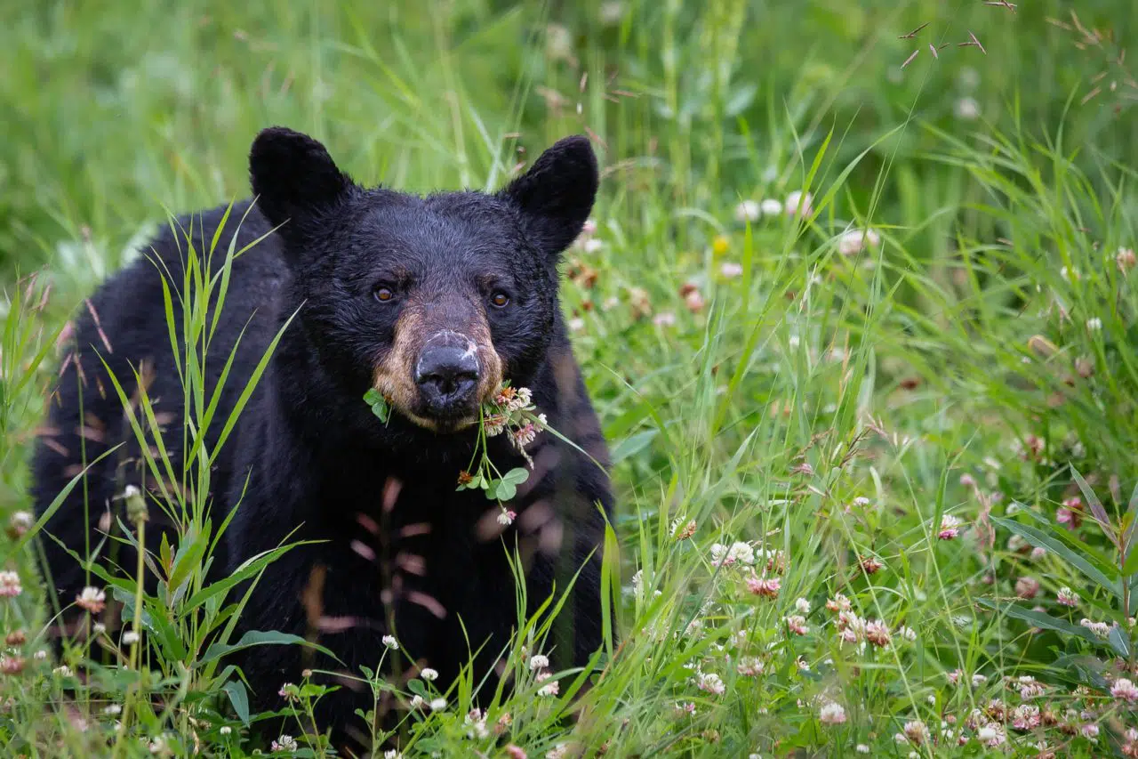 A Black Bear Encounter Can Change Your Life