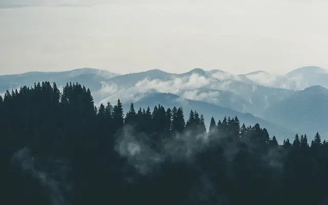 Mountain Covered By Trees