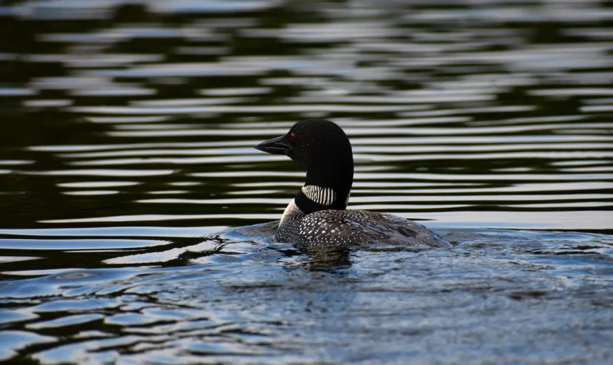 6 Ely Webcams – Elevate Your Experience Of Ely, Minnesota & Bwca With Phenomenal Views