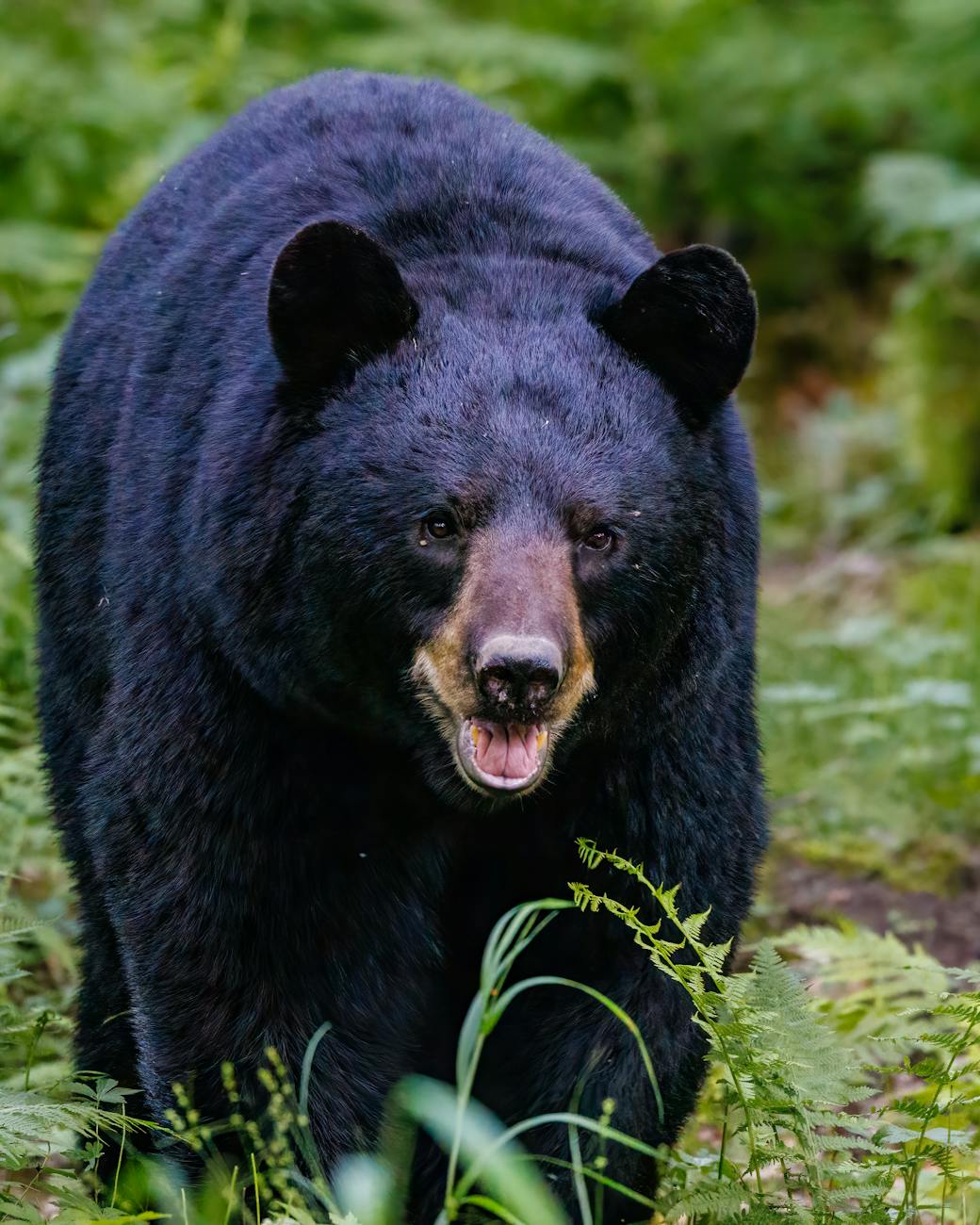 American Black Bear In Close Up Shot