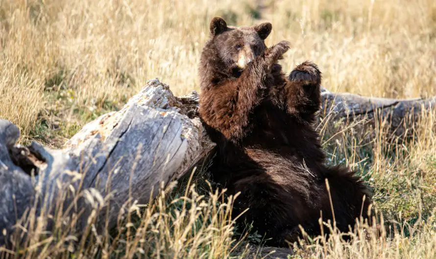 4 Bear Safety Tips – Are Black Bears More Dangerous Than Grizzly Bears?