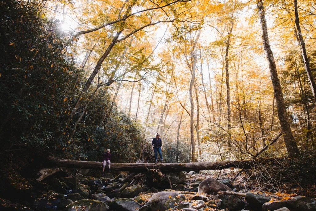 We Spotlight 6 Top Hiking Trails in East Tennessee 3 Cherokee National Forest